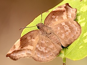 Sickle-winged Skipper